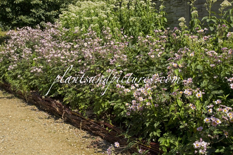 Anemone hupehensis ‘Praecox’