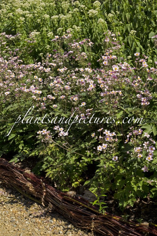 Anemone hupehensis ‘Praecox’