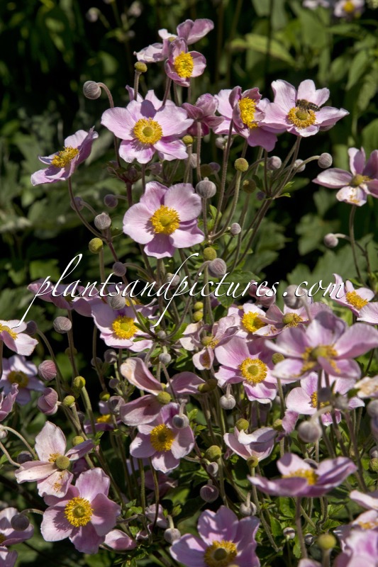 Anemone hupehensis ‘Praecox’