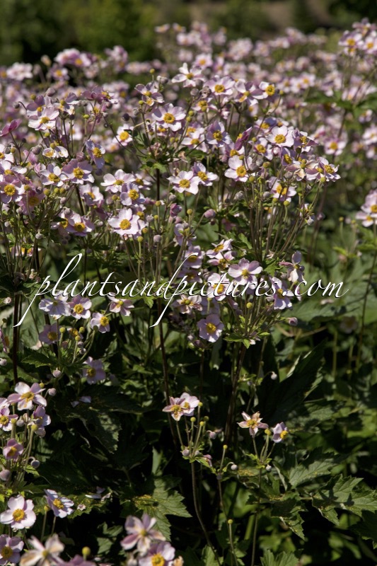 Anemone hupehensis ‘September Charm’