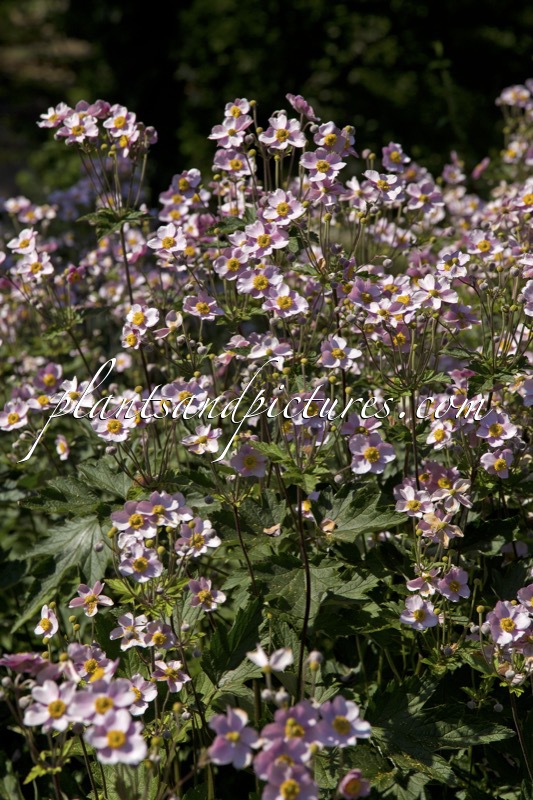 Anemone hupehensis ‘September Charm’