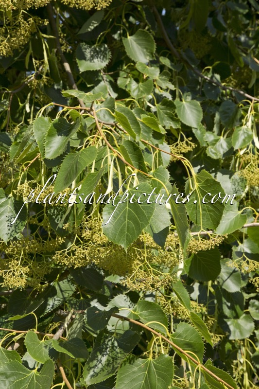 Tilia henryana