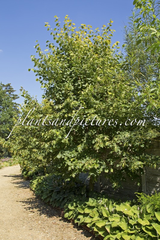 Tilia europaea ‘Wratislaviensis’
