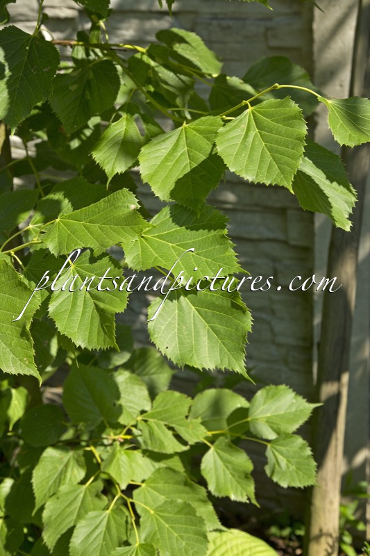 Tilia begoniifolia
