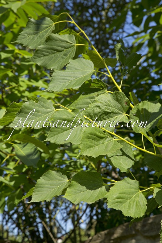 Tilia begoniifolia