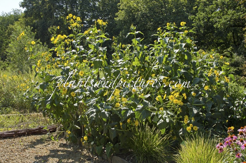 Silphium perfoliatum
