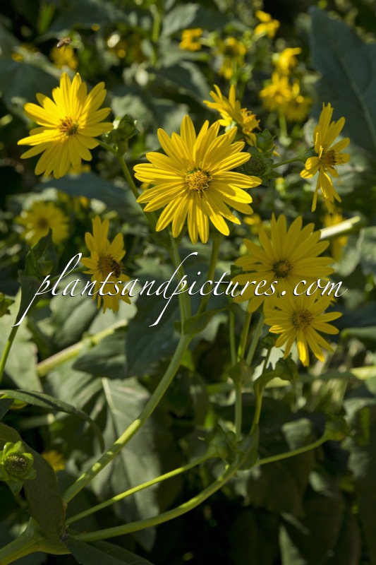 Silphium perfoliatum