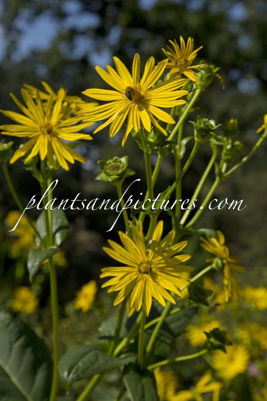 Silphium perfoliatum