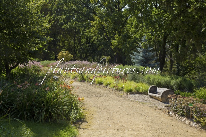 Arboretum Wojslawice