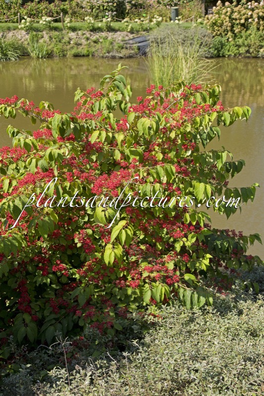 Viburnum plicatum f. tomentosum