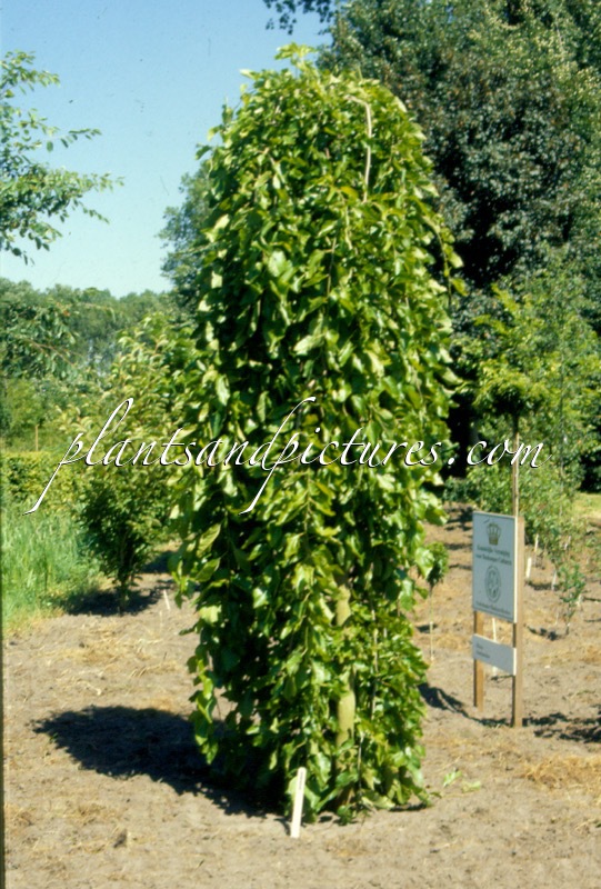 Morus alba ‘Pendula’