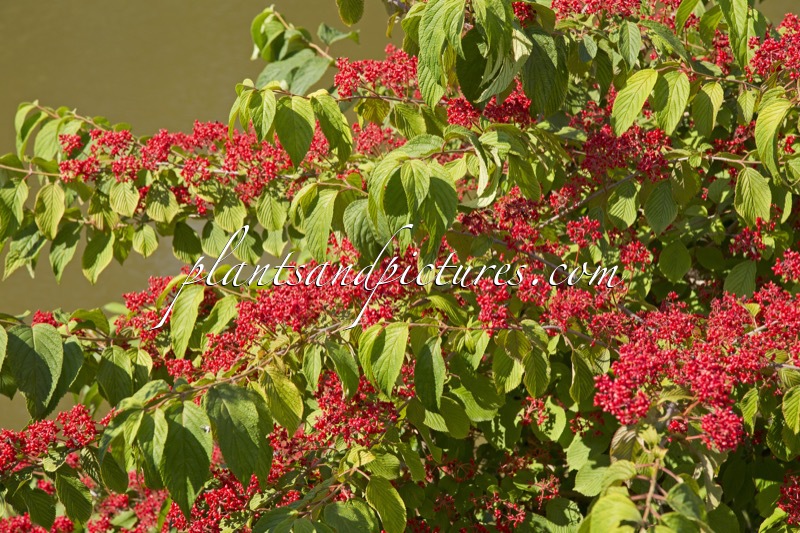 Viburnum plicatum f. tomentosum