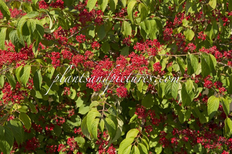 Viburnum plicatum f. tomentosum