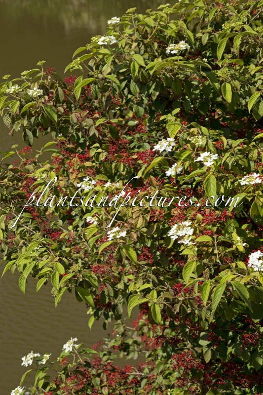 Viburnum plicatum ‘Watanabe’