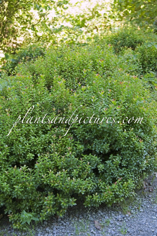 Pieris japonica ‘Little Heath Green’