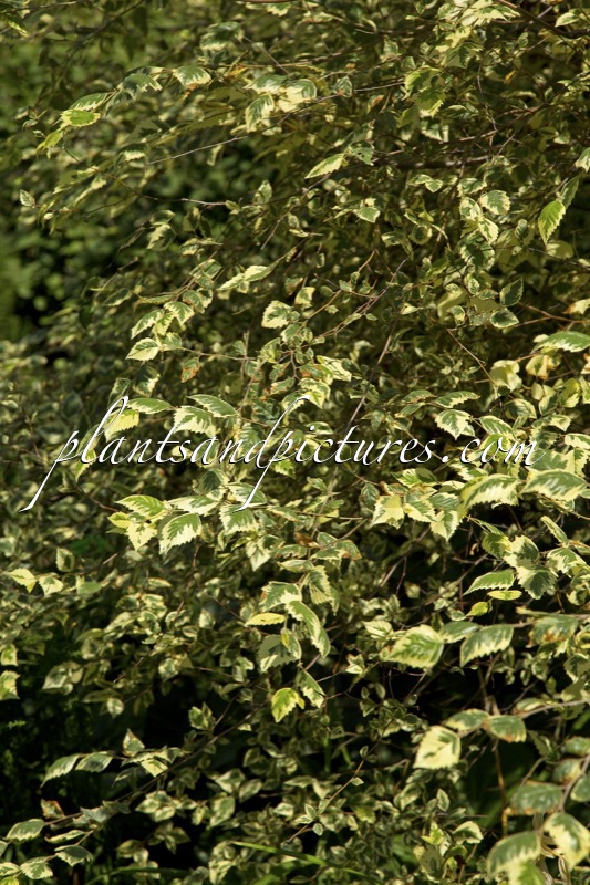 Betula nigra ‘Shiloh Splash’