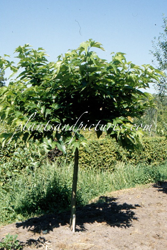 Morus alba ‘Macrophylla’