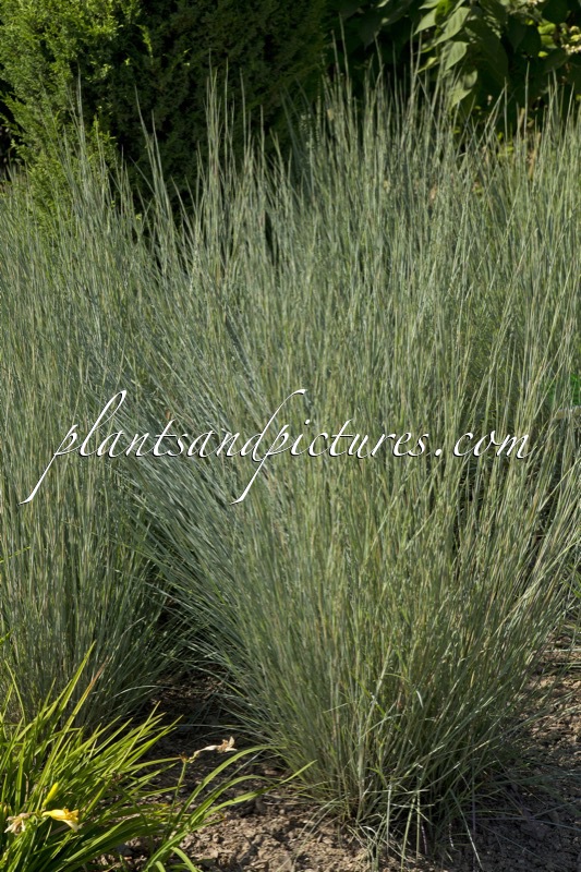 Schizachyrium scoparium