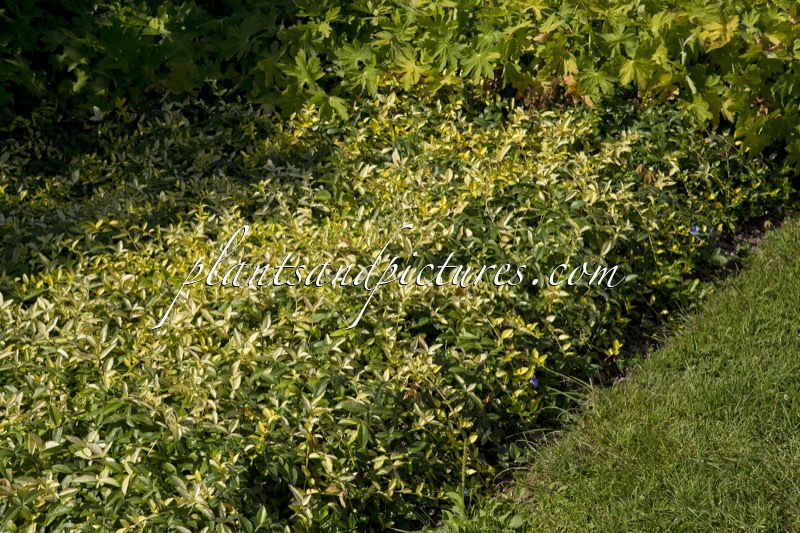 Vinca minor ‘Illumination’