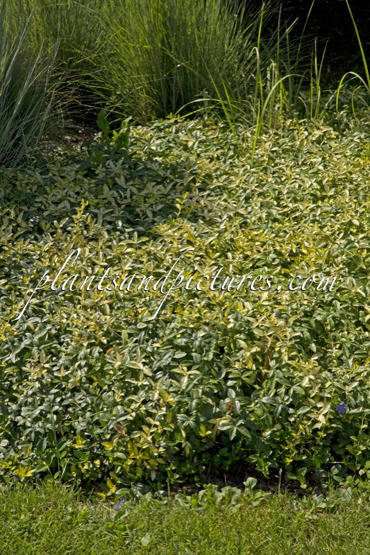 Vinca minor ‘Illumination’