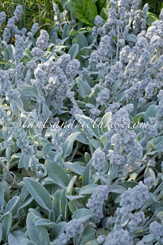 Stachys byzantina ‘Cotton Boll’