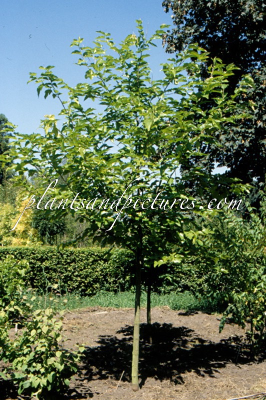 Morus alba ‘Fruitless’