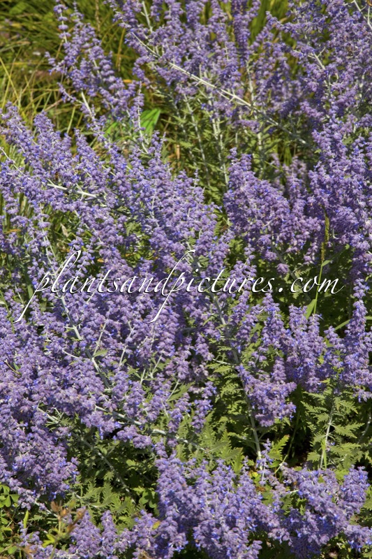 Perovskia atriplicifolia ‘Lisslitt’ (LACEY BLUE)