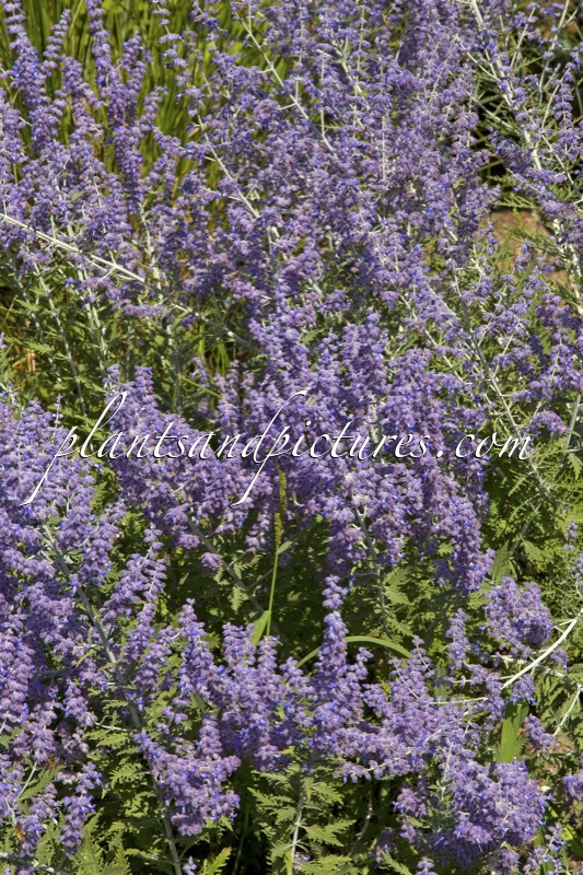 Perovskia atriplicifolia ‘Lisslitt’ (LACEY BLUE)