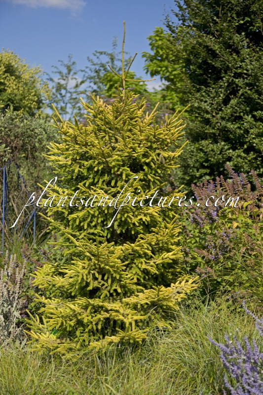 Picea orientalis ‘Skylands’