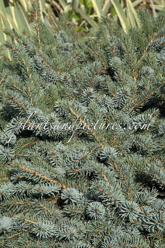 Picea lutzii ‘Machala’