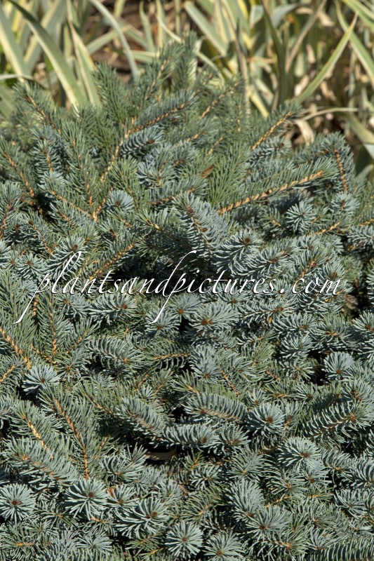 Picea lutzii ‘Machala’