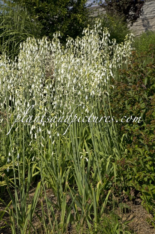 Ornithogalum candicans