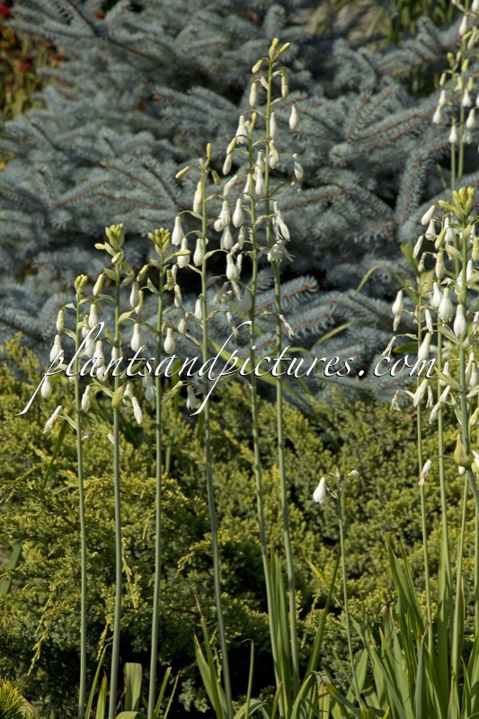 Ornithogalum candicans