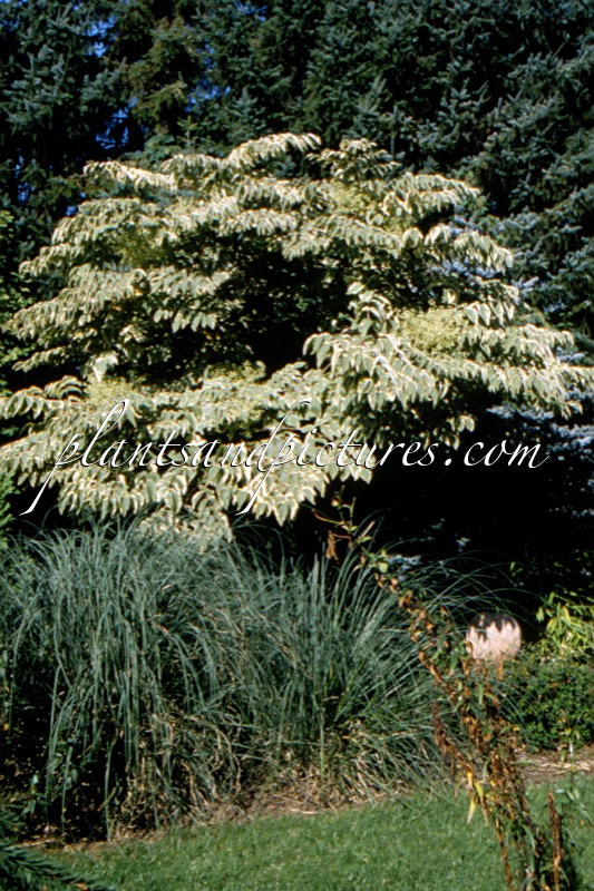 Aralia elata ‘Aureovariegata’