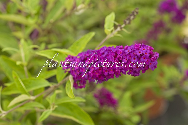Buddleja ‘Little Nugget’ (POQUITO)