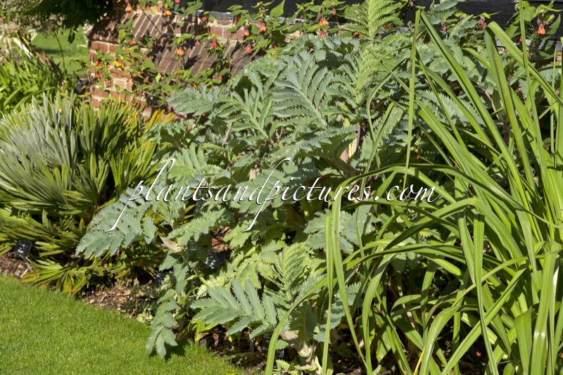 Melianthus major ‘Antonow’s Blue’