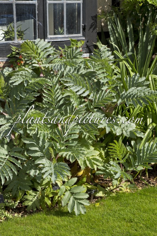 Melianthus major ‘Antonow’s Blue’