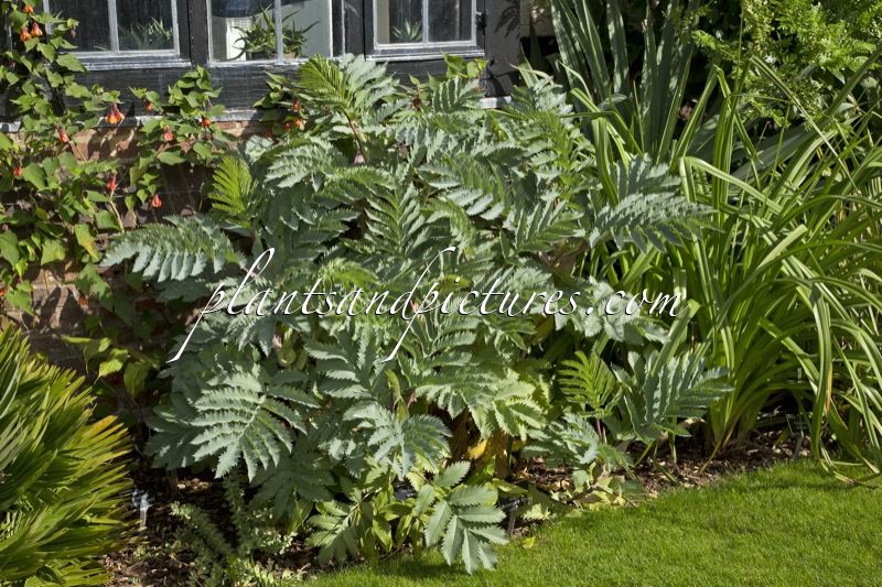 Melianthus major ‘Antonow’s Blue’