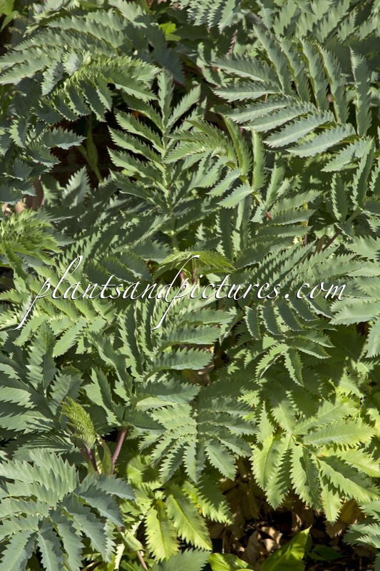 Melianthus major ‘Antonow’s Blue’