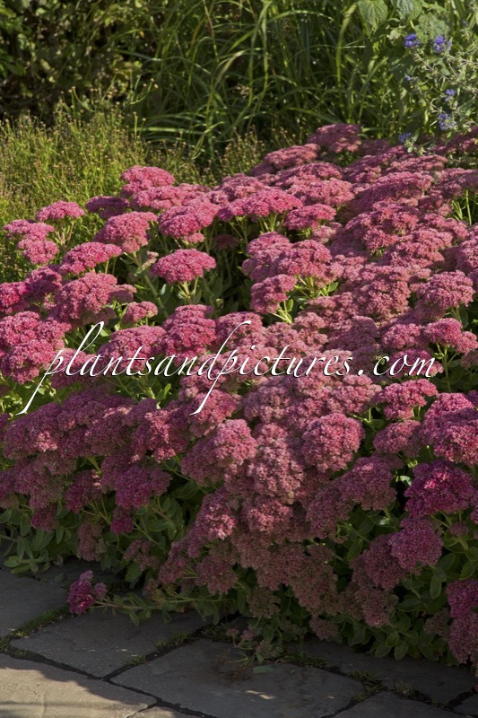 Sedum ‘Herbstfreude’