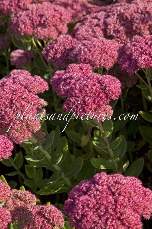 Sedum ‘Herbstfreude’