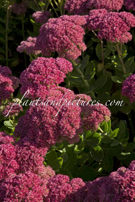 Sedum ‘Herbstfreude’