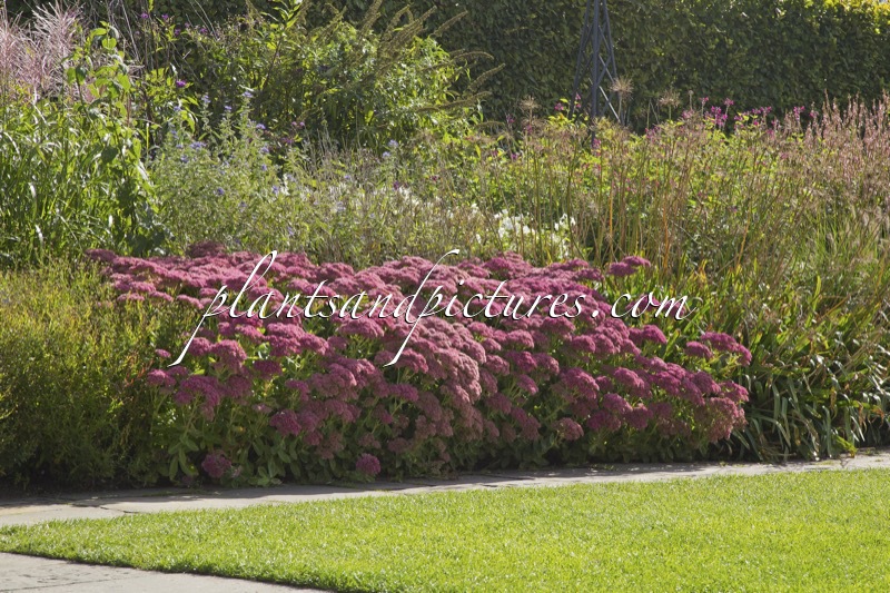 Sedum ‘Herbstfreude’