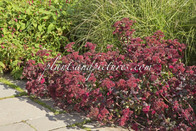 Sedum ‘Red Cauli’
