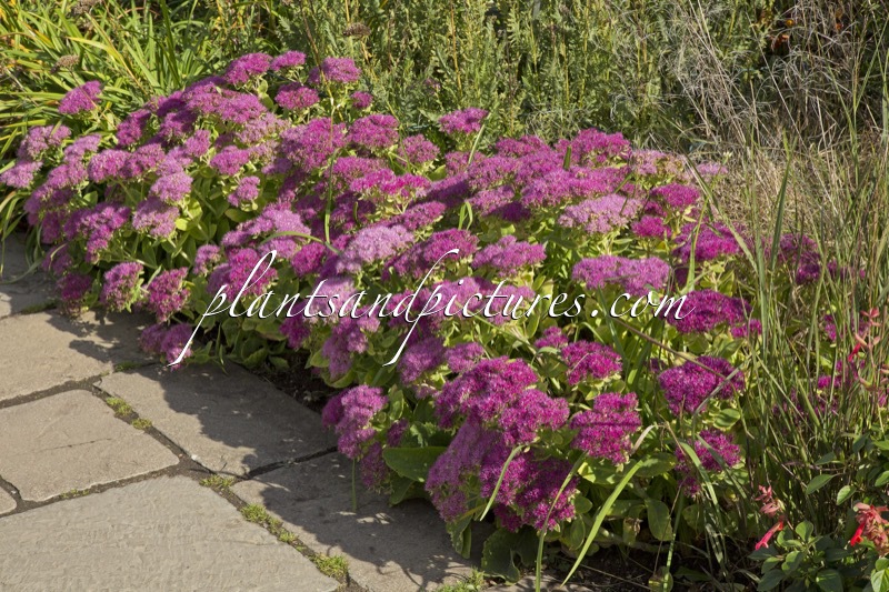Sedum spectabile ‘Brillant’