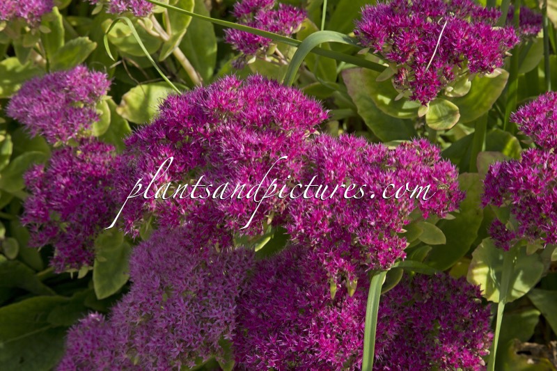 Sedum spectabile ‘Brillant’