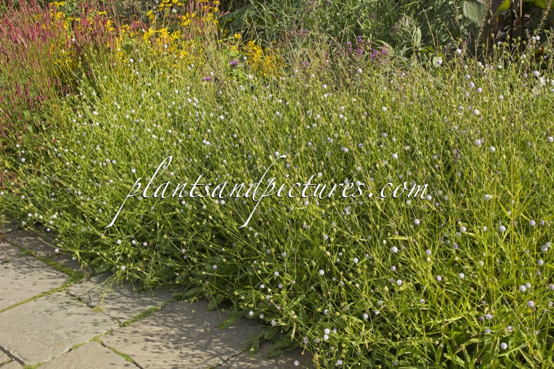 Succisella inflexa ‘Frosted Pearls’