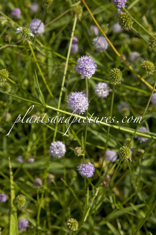 Succisella inflexa ‘Frosted Pearls’