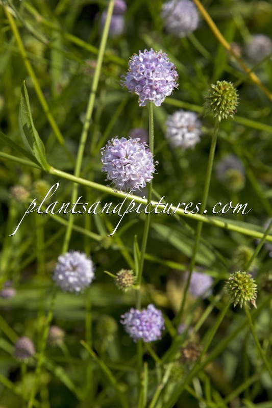 Succisella inflexa ‘Frosted Pearls’