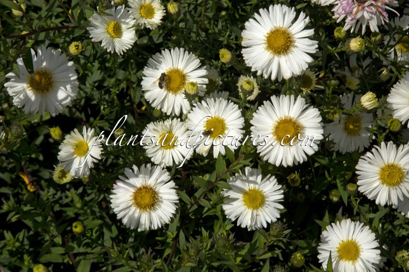 Aster novi-belgii ‘White Ladies’